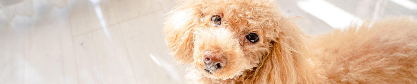 オレンジハウス