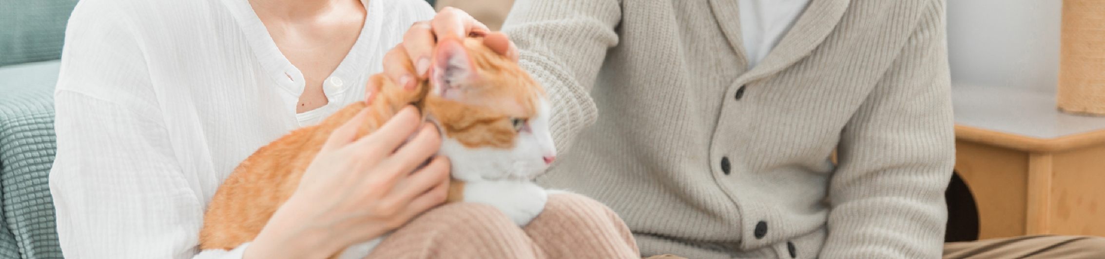 猫にやさしい治療