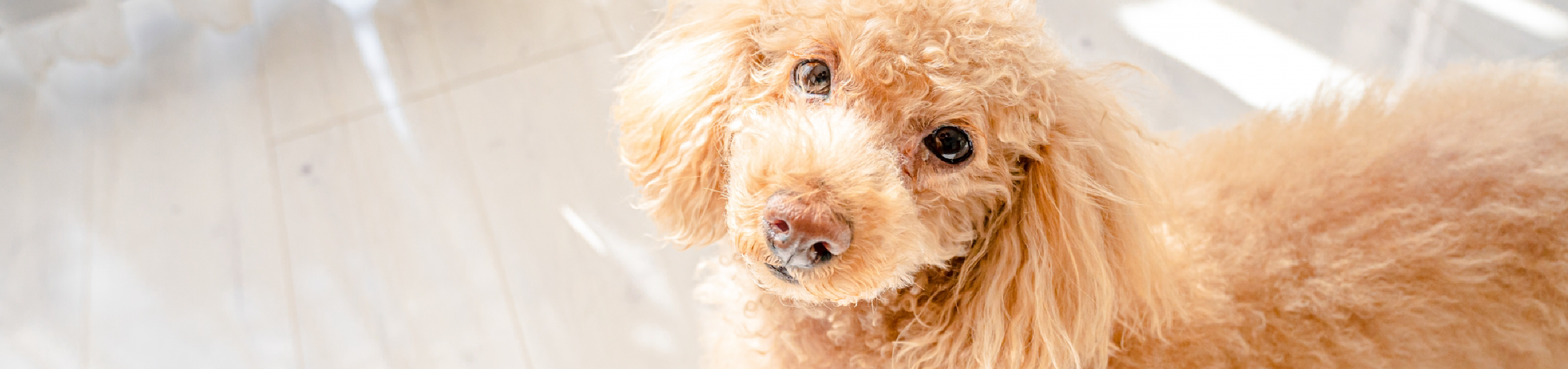 オレンジハウス