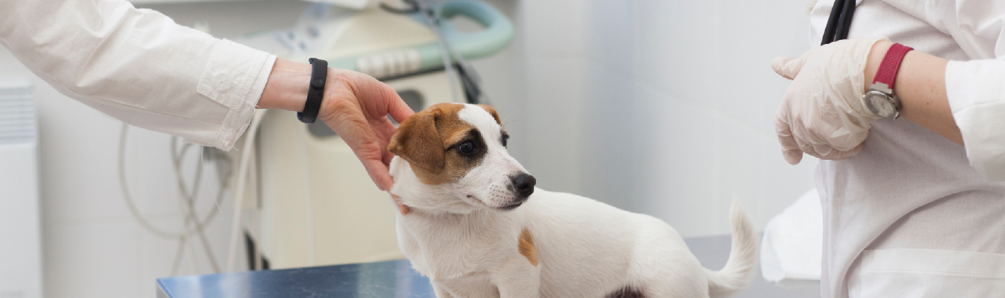 ペットの健康診断